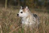 ALASKAN MALAMUTE 493